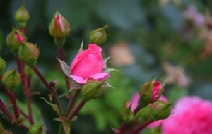 A helping of hope from a simple rosebud